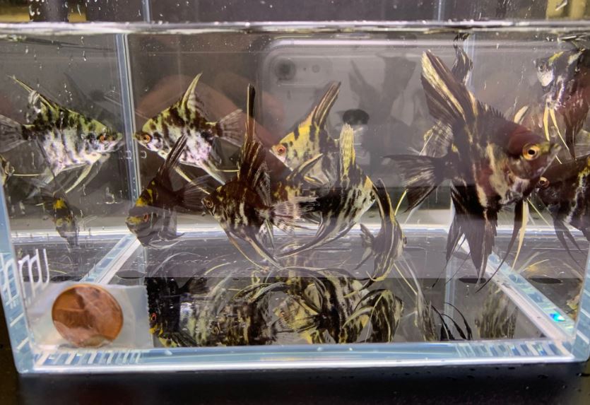 Marble Angelfish