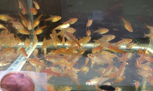 Ember Tetra