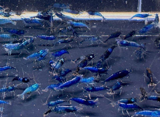 Blue Velvet Shrimp