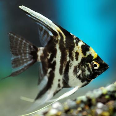 Marble Angelfish