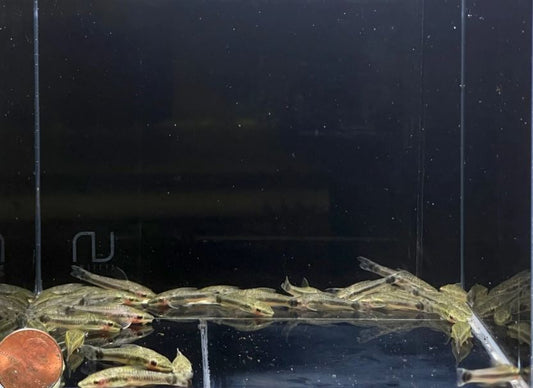 Otocinclus