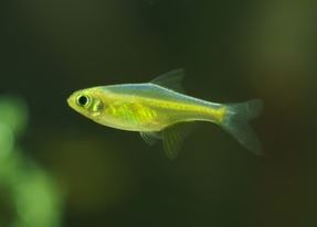 Green Neon Rasbora