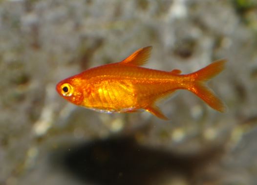 Ember Tetra