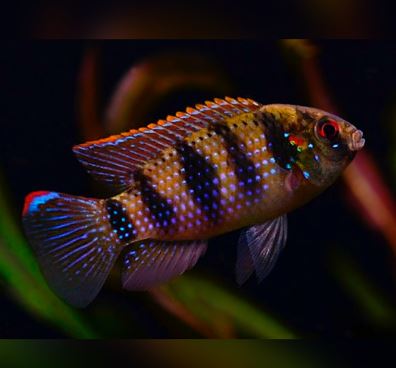 African Butterfly Cichlid