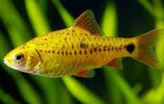 6 Gold Barb