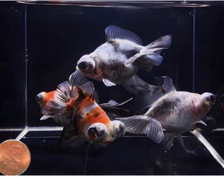 Calico Butterfly Tail Goldfish - 3"
