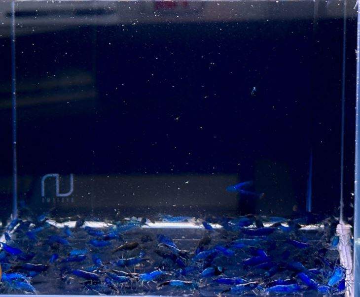Blue Velvet Shrimp