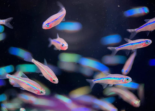 Green Neon Tetra