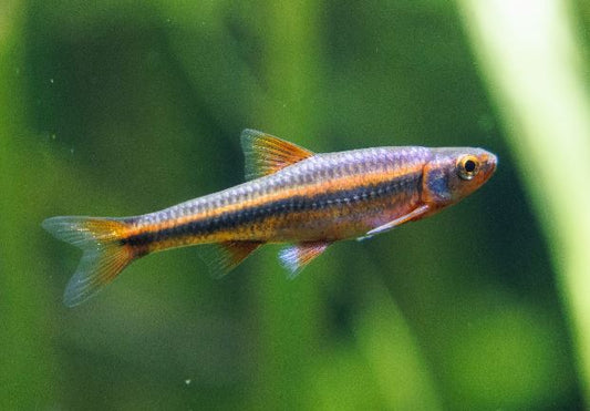 Rainbow Shiner