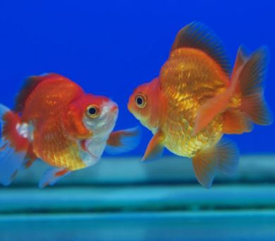 Assorted Ryukin Goldfish 3"