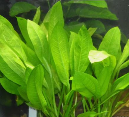 Amazon Sword Plant Echinodorus bleheri Live Aquarium Plant