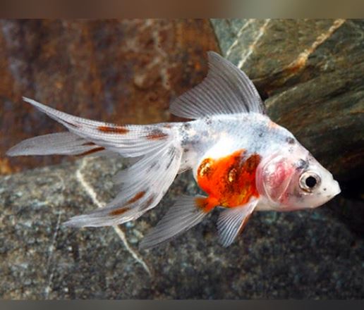 Calico Butterfly Tail Goldfish - 3"