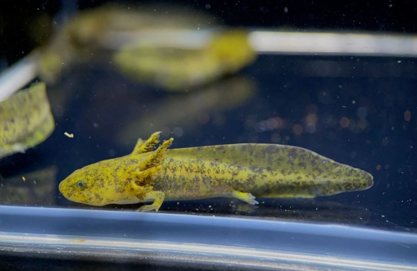 Hybrid Andersoni Axolotl