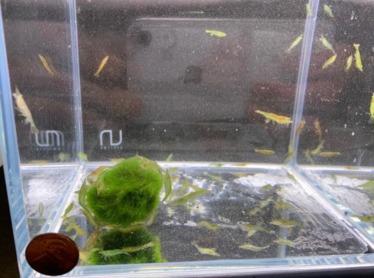 Green Neon Shrimp