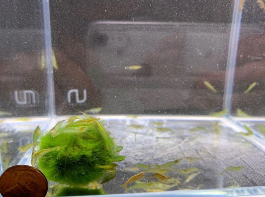 Green Neon Shrimp
