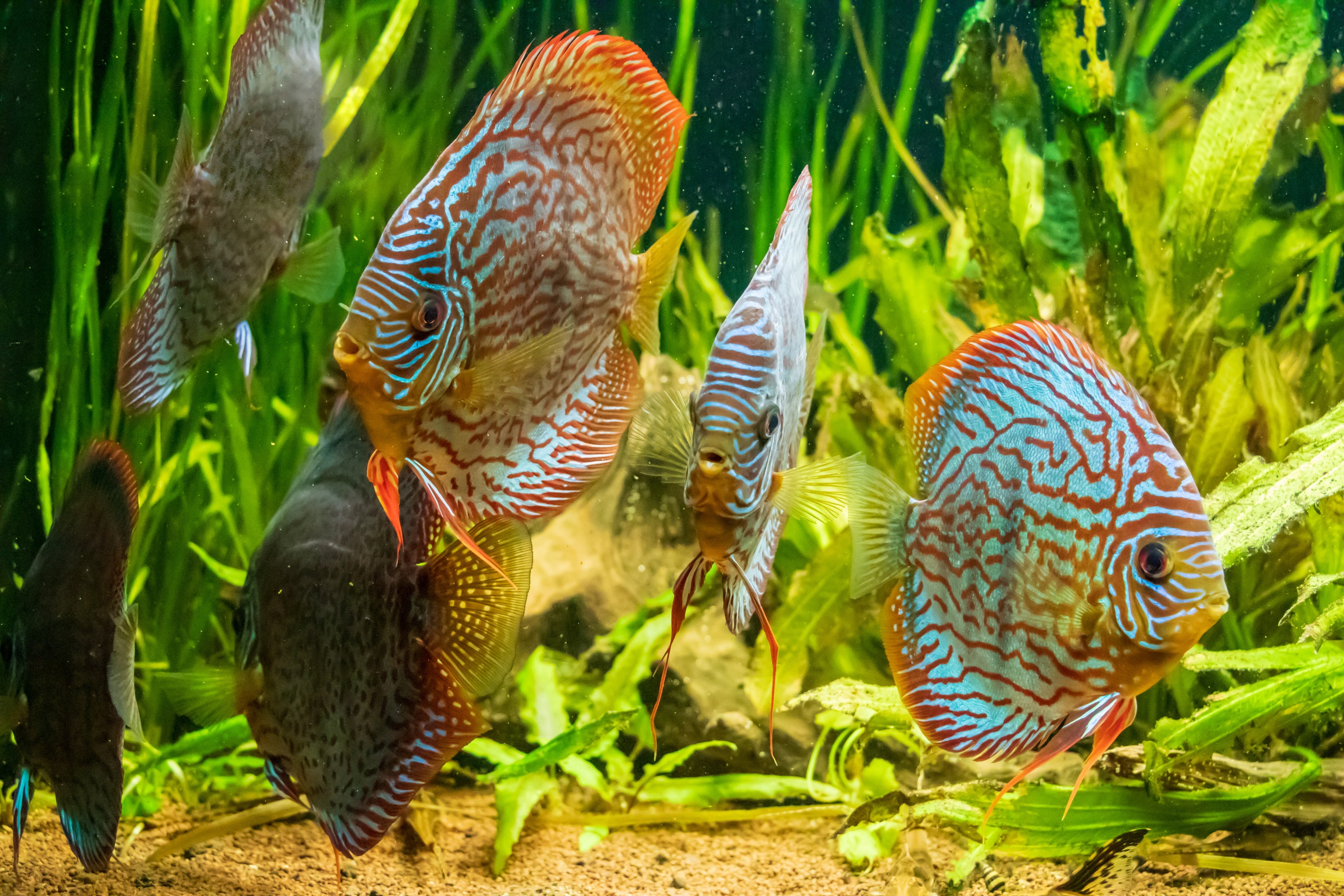 Aquarium Needs | Aquarium Plants, Fresh Water Fish & Food