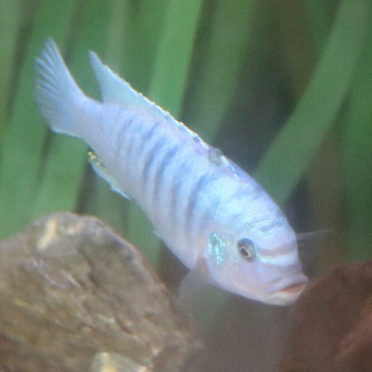 4 Cobalt Blue Zebra Cichlid
