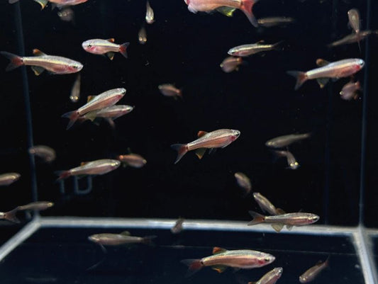 Longfin White Cloud (Czech Republic)