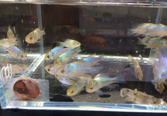 Electric Blue Ram