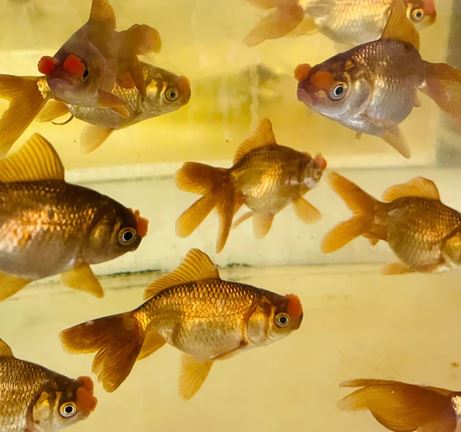 Chocolate Pompom Goldfish - 3.5"