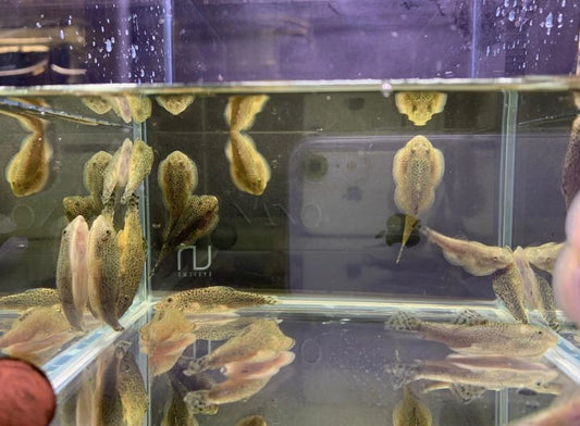 Hillstream Loach / Chinese Butterfly Pleco (Size M)