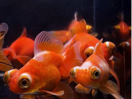 Red Butterfly Tail Goldfish - 2.5-2.75"