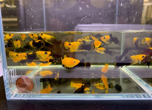 Assorted Molly