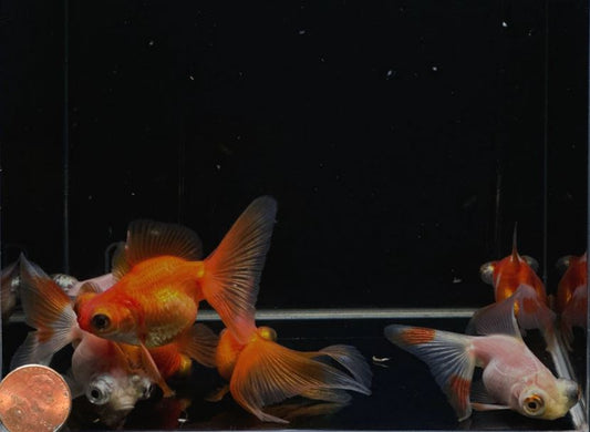 Assorted Butterfly Tail Goldfish - 2-2.5"
