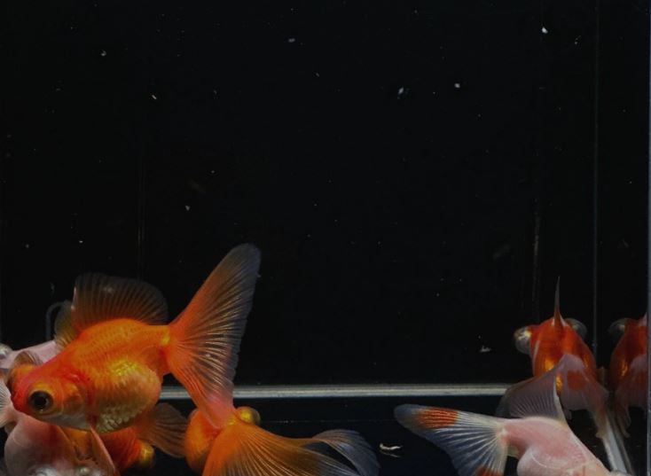 3 Assorted Butterfly Tail Goldfish - 2-2.5"