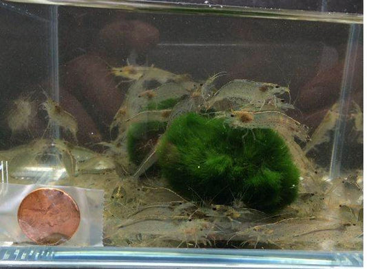 Amano Shrimp XL