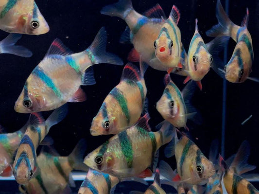 Tiger Barb