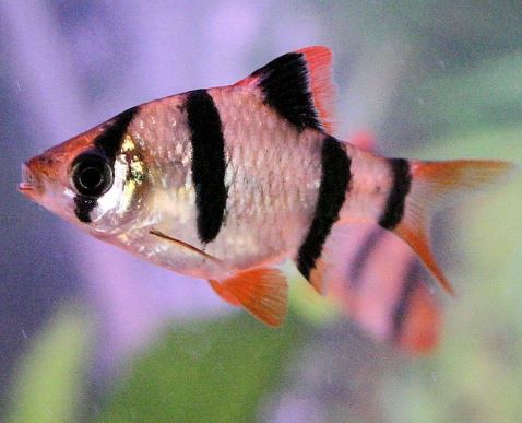 Tiger Barb