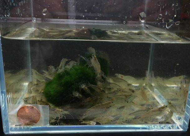 Amano Shrimp XL