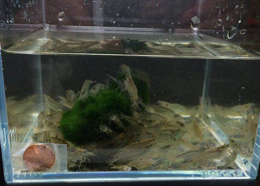 Amano Shrimp XL