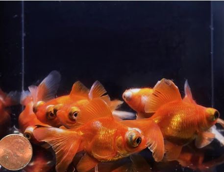 Red Butterfly Tail Goldfish - 2.5-2.75"