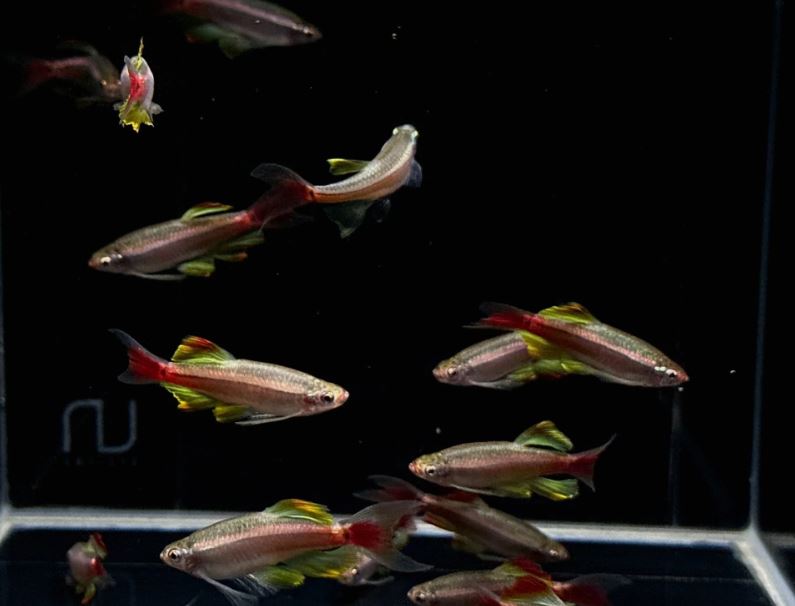 Longfin White Cloud (Czech Republic)