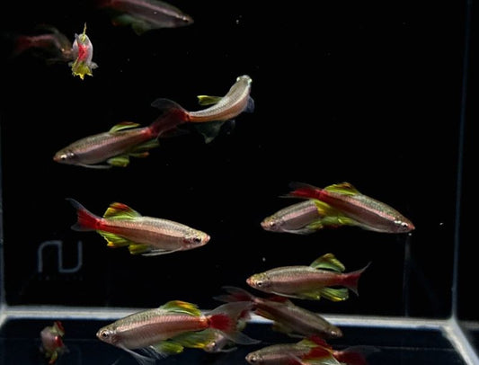 Longfin White Cloud (Czech Republic)