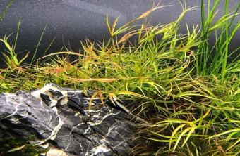 Juncus repens Live Aquarium Plants