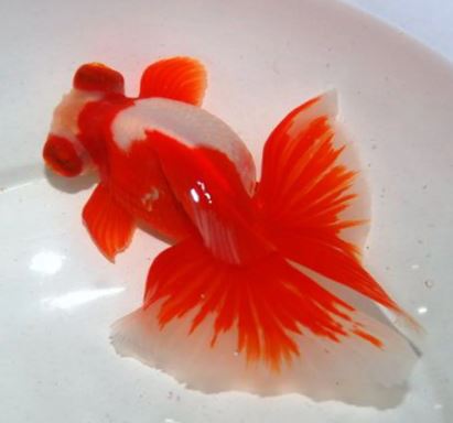 Red Butterfly Tail Goldfish - 2.5-2.75"