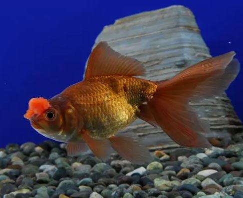 Chocolate Pompom Goldfish - 3.5"