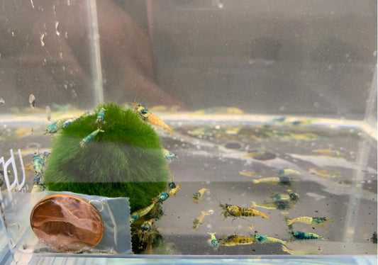 Blue Bolt Shrimp