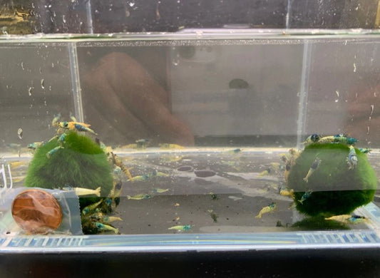 Blue Bolt Shrimp