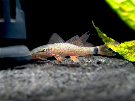 4 Rainbow Shark small