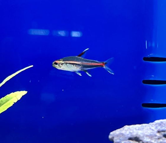 Glowlight Tetra