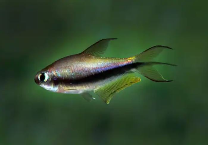 Emperor Tetra