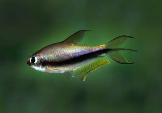 Emperor Tetra