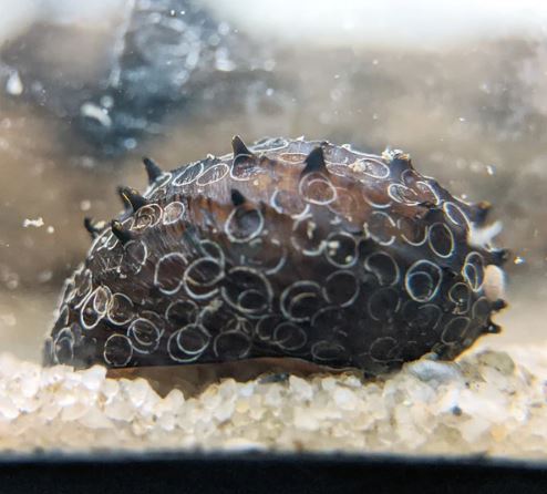 Assorted King Koopa Nerite Snail