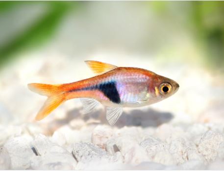 Red Slender Harlequin Rasbora / Espei