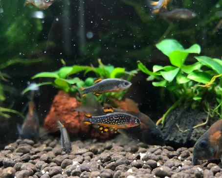 Galaxy Rasbora / Celestial Pearl Danio (Size Small)