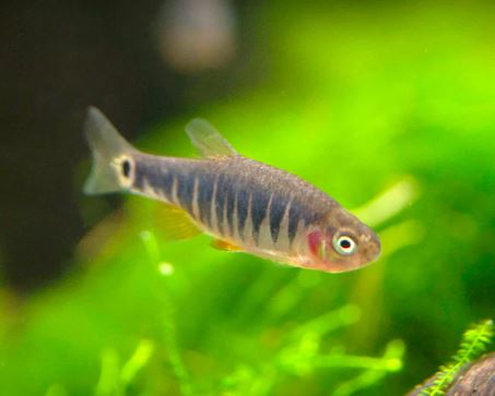 Pearl Emerald Dwarf Danio / Rasbora (Hybrid)